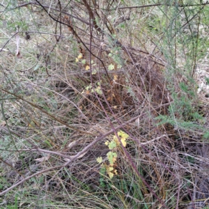 Crataegus monogyna at Watson, ACT - 19 Jun 2023