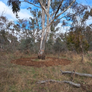 Eucalyptus blakelyi at Watson, ACT - 19 Jun 2023