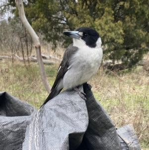 Cracticus torquatus at Watson, ACT - 19 Jun 2023