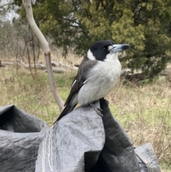 Cracticus torquatus at Watson, ACT - 19 Jun 2023