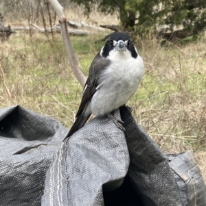 Cracticus torquatus at Watson, ACT - 19 Jun 2023