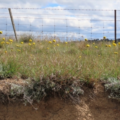 Craspedia variabilis (Common Billy Buttons) at Dry Plain, NSW - 30 Oct 2021 by AndyRoo