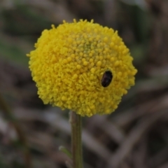 Craspedia variabilis at Dry Plain, NSW - 30 Oct 2021