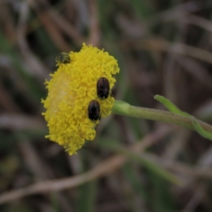 Craspedia variabilis at Dry Plain, NSW - 30 Oct 2021