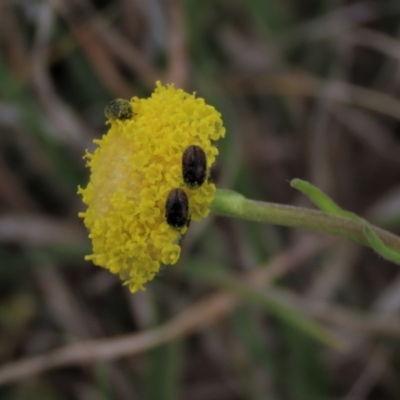 Dermestidae sp. (family) (Dermestid, carpet or hide beetles) at Dry Plain, NSW - 30 Oct 2021 by AndyRoo