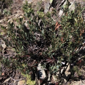 Daviesia mimosoides subsp. acris at Dry Plain, NSW - 30 Oct 2021