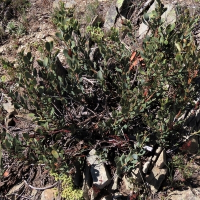 Daviesia mimosoides subsp. acris (Blunt-Leaf Bitter-Pea) at Top Hut TSR - 29 Oct 2021 by AndyRoo