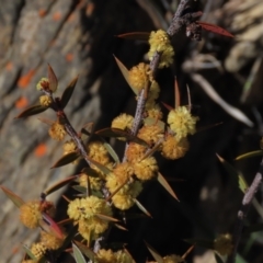 Acacia siculiformis (Dagger Wattle) at Dry Plain, NSW - 30 Oct 2021 by AndyRoo