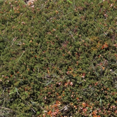 Dillwynia prostrata (Matted Parrot-pea) at Top Hut TSR - 29 Oct 2021 by AndyRoo