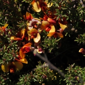 Dillwynia prostrata at Dry Plain, NSW - 30 Oct 2021 10:28 AM