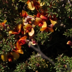 Dillwynia prostrata at Dry Plain, NSW - 30 Oct 2021