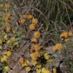 Acacia siculiformis (Dagger Wattle) at Dry Plain, NSW - 29 Oct 2021 by AndyRoo