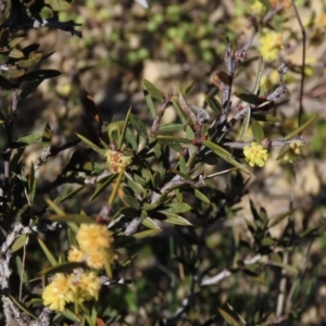 Acacia siculiformis at Dry Plain, NSW - 30 Oct 2021