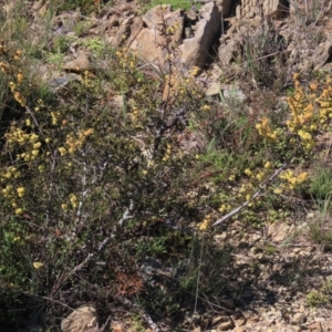 Acacia siculiformis at Dry Plain, NSW - 30 Oct 2021 10:31 AM