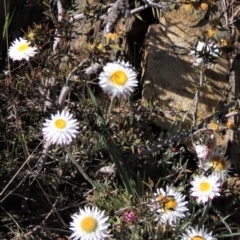 Leucochrysum albicans subsp. tricolor (Hoary Sunray) at Dry Plain, NSW - 29 Oct 2021 by AndyRoo