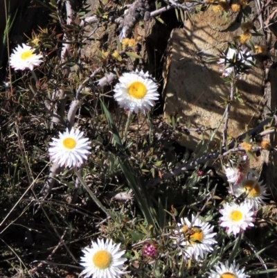 Leucochrysum albicans subsp. tricolor (Hoary Sunray) at Top Hut TSR - 29 Oct 2021 by AndyRoo
