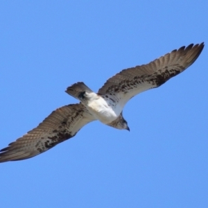 Pandion haliaetus at Cleveland, QLD - suppressed