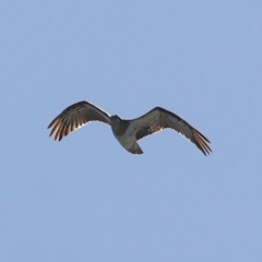 Pandion haliaetus at Cleveland, QLD - suppressed