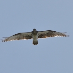 Pandion haliaetus at Cleveland, QLD - suppressed