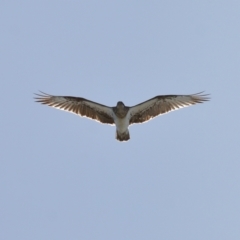 Pandion haliaetus at Cleveland, QLD - 18 Jun 2023