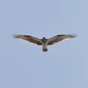 Pandion haliaetus at Cleveland, QLD - suppressed