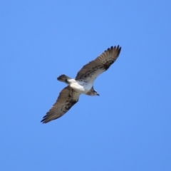 Pandion haliaetus at Cleveland, QLD - suppressed