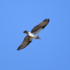 Pandion haliaetus at Cleveland, QLD - suppressed