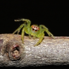 Unidentified Jumping or peacock spider (Salticidae) at Wellington Point, QLD - 19 Jun 2023 by TimL