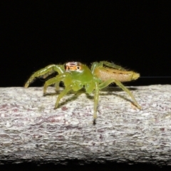 Mopsus mormon at Wellington Point, QLD - 19 Jun 2023