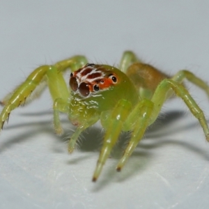 Mopsus mormon at Wellington Point, QLD - 19 Jun 2023