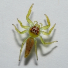 Mopsus mormon at Wellington Point, QLD - 19 Jun 2023