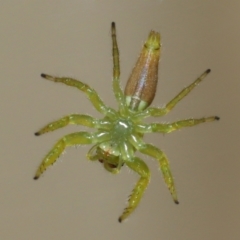 Mopsus mormon at Wellington Point, QLD - 19 Jun 2023