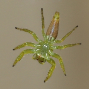 Mopsus mormon at Wellington Point, QLD - suppressed