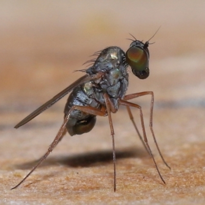 Unverified True fly (Diptera) by TimL