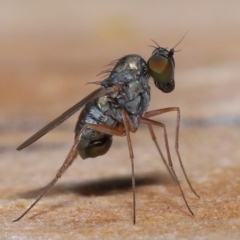 Unidentified True fly (Diptera) at Wellington Point, QLD - 19 Jun 2023 by TimL