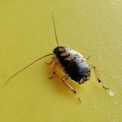 Blattodea sp. (order) (Unidentified cockroach) at Yass River, NSW - 19 Jun 2023 by SenexRugosus