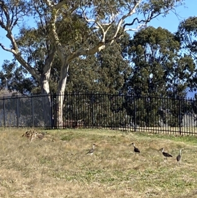 Threskiornis spinicollis (Straw-necked Ibis) at Wanniassa, ACT - 19 May 2023 by jks