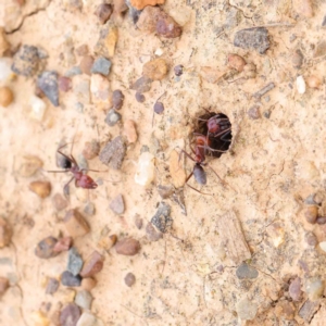 Iridomyrmex purpureus at Turner, ACT - 6 Apr 2023 09:27 AM