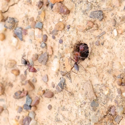 Iridomyrmex purpureus (Meat Ant) at Sullivans Creek, Turner - 5 Apr 2023 by ConBoekel