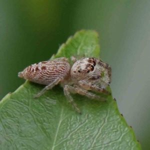 Opisthoncus grassator at Turner, ACT - 6 Apr 2023 03:51 PM