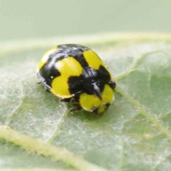 Illeis galbula (Fungus-eating Ladybird) at Haig Park - 6 Apr 2023 by ConBoekel