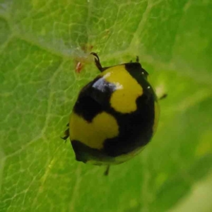 Illeis galbula at Turner, ACT - 6 Apr 2023 02:30 PM