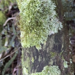 Unidentified Moss, Liverwort or Hornwort at Copeland, NSW - 17 Jun 2023 by blackdiamondimages