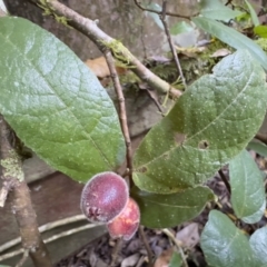 Ficus coronata (Creek Sandpaper Fig) at Copeland, NSW - 17 Jun 2023 by blackdiamondimages