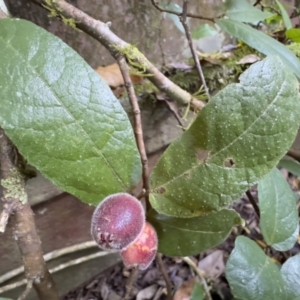 Ficus coronata at Copeland, NSW - 17 Jun 2023