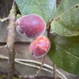 Ficus coronata at Copeland, NSW - 17 Jun 2023 11:28 AM