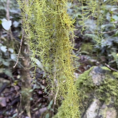 Unidentified Moss, Liverwort or Hornwort at Copeland, NSW - 17 Jun 2023 by blackdiamondimages