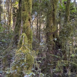 Asplenium australasicum at Copeland, NSW - 17 Jun 2023