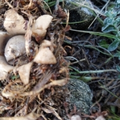 Geastrum sp. at Fadden, ACT - 20 Jun 2023