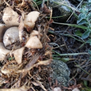 Geastrum sp. at Fadden, ACT - 20 Jun 2023 07:43 AM